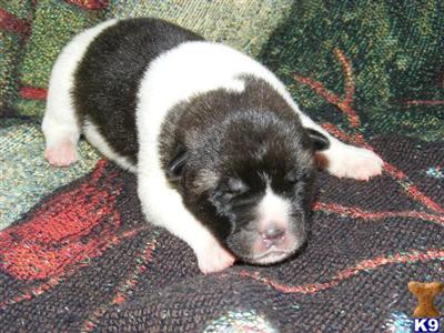Akita Puppies for Sale