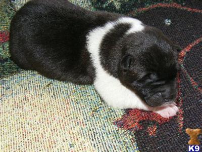 Akita Puppies for Sale