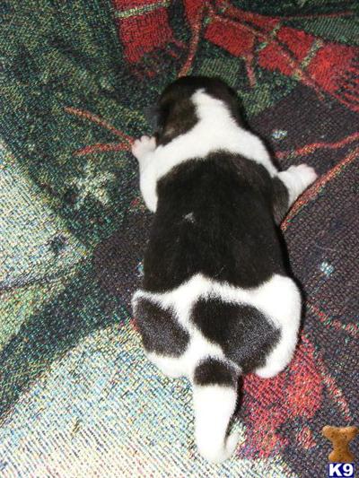 Akita Puppies for Sale