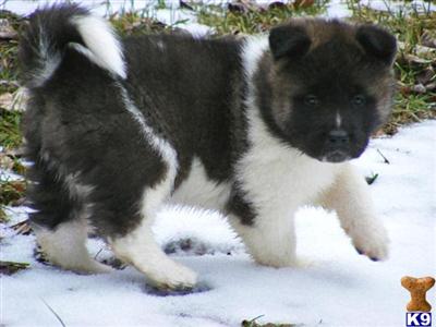 Akita Puppies for Sale