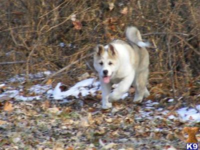 Akita Puppies for Sale