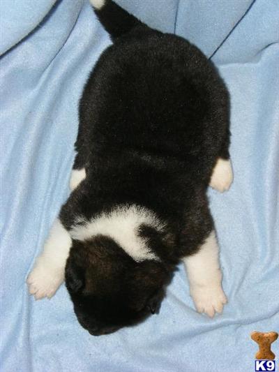 Akita Puppies for Sale