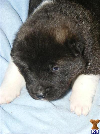 Akita Puppies for Sale