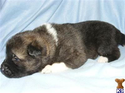 Akita Puppies for Sale