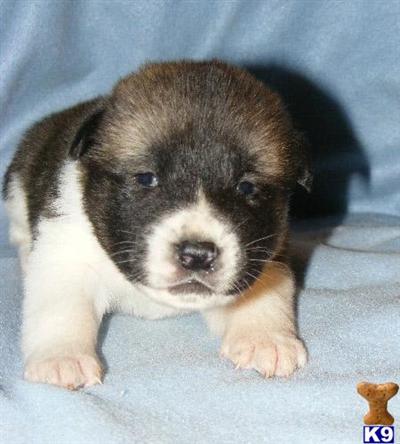 Akita Puppies for Sale