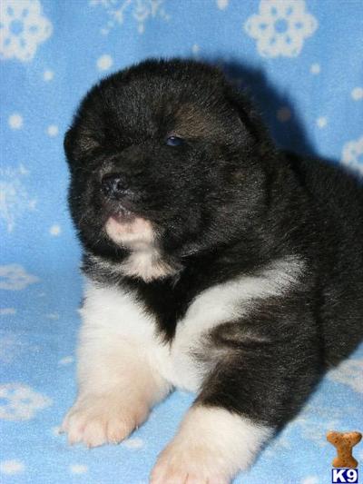 Akita Puppies for Sale