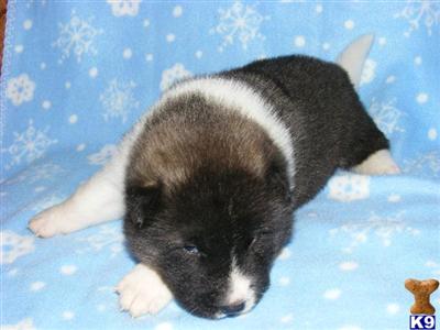 Akita Puppies for Sale