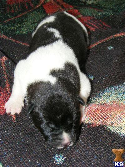 Akita Puppies for Sale