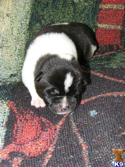 Akita Puppies for Sale