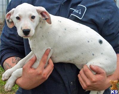 Dalmatian Puppies for Sale