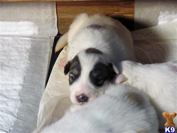 Great Pyrenees Puppies