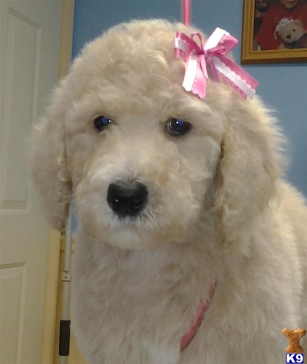 Goldendoodles Puppies