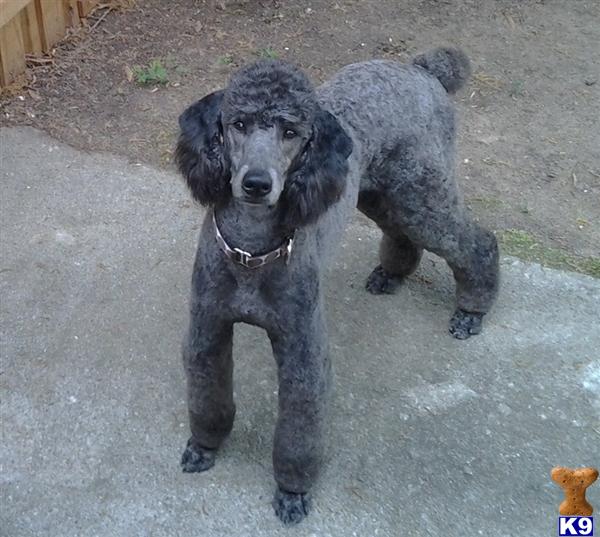 Dogs - Poodle