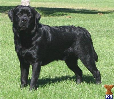 Stud Dogs in CA