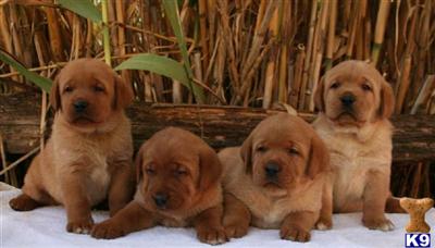 Puppies in Valley springs