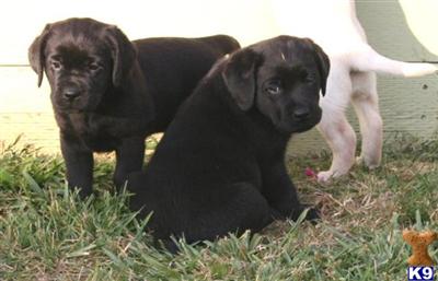 Puppies in Valley springs