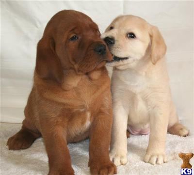 Puppies in Valley springs