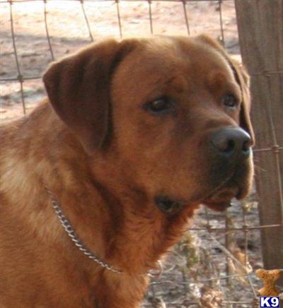 Stud Dogs in CA
