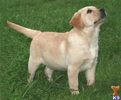 Puppies in Valley springs