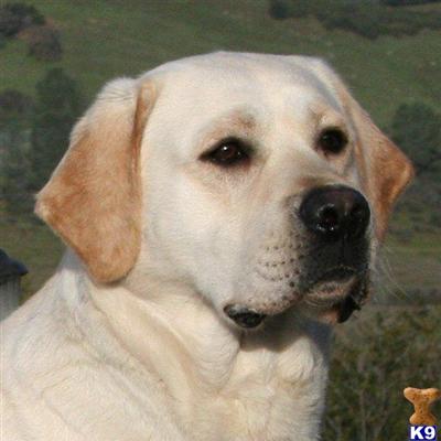 Stud Dogs in CA