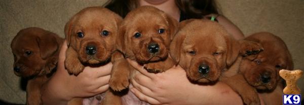 Puppies in Valley springs