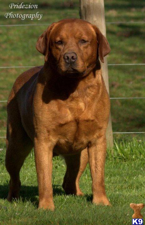Stud Dogs in CA