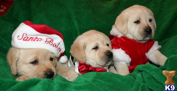 Puppies in Valley springs