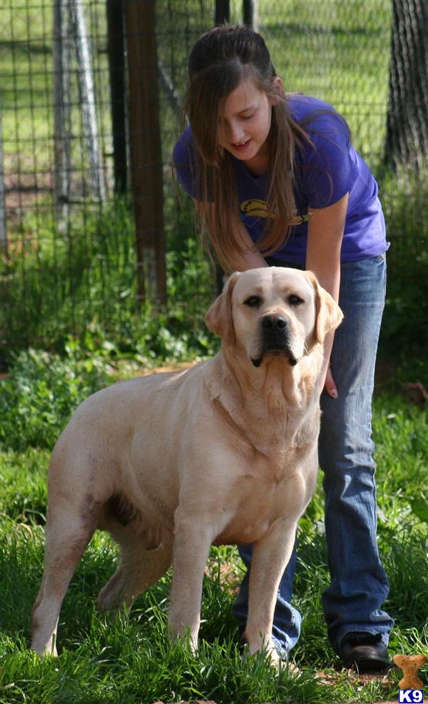 Stud Dogs in CA