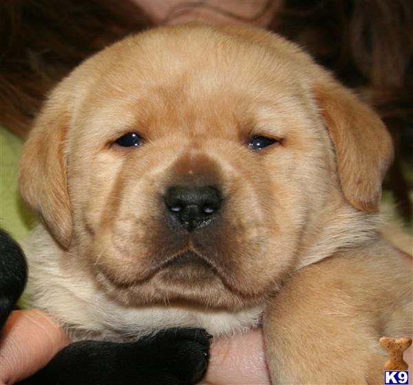 Puppies in Valley springs