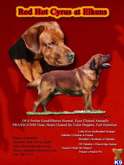 Stud Dogs - Labrador Retriever