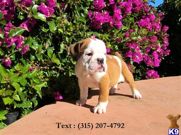 Stud Dogs - American Bulldog
