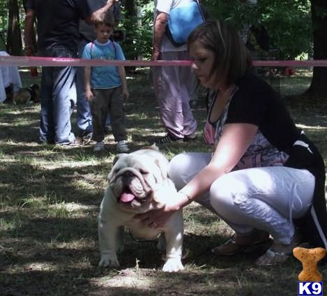 Stud Dogs - Bulldog