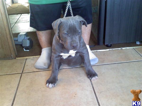 Puppies in Phelan