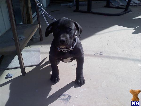 Puppies in Phelan