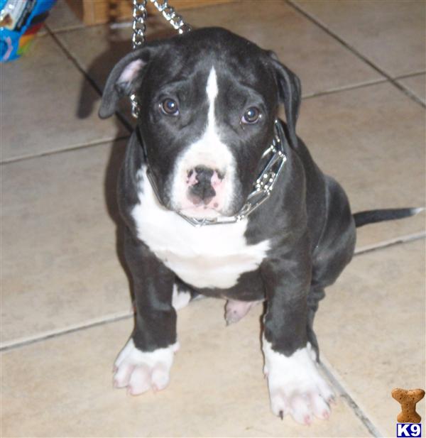 Puppies in Phelan