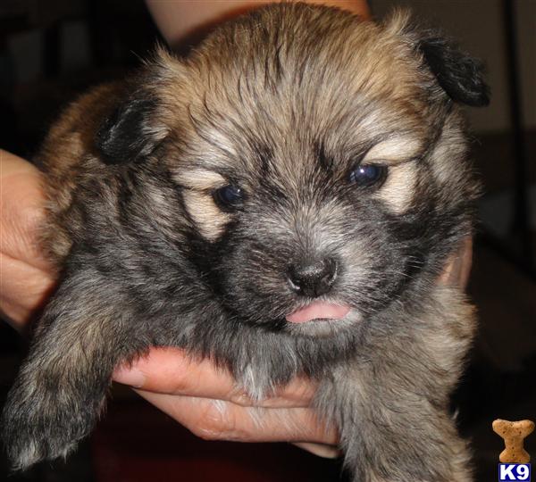 Tiny+shih+tzu+puppies+for+sale+in+ohio