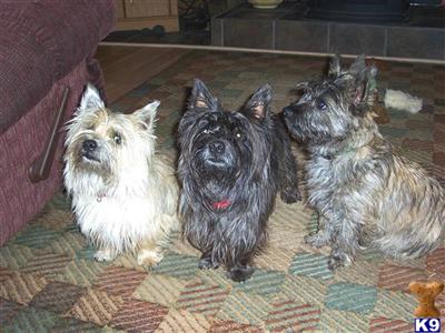 Cairn Terrier Puppies for Sale