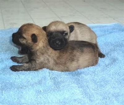 Puppies in BRUCETON MILLS