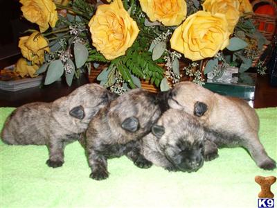 Cairn Terrier Puppies for Sale