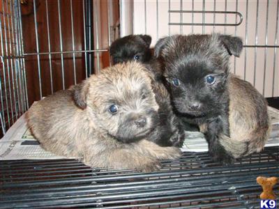 Cairn Terrier Puppies for Sale