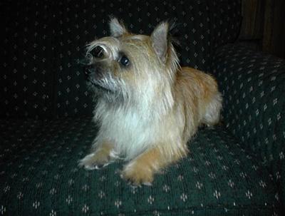 Dogs for Sale in WV