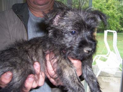 Cairn Terrier Puppies for Sale
