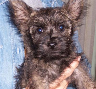 Cairn Terrier Puppies for Sale