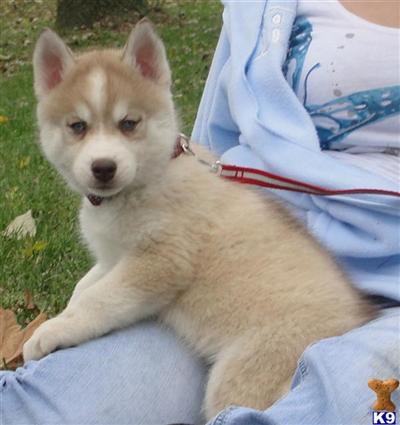 Puppies in IN