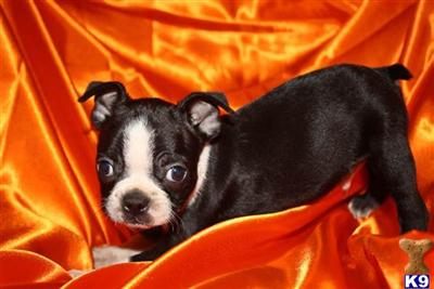Small Dogs
