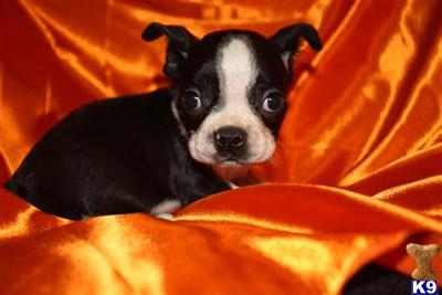 Small Dogs
