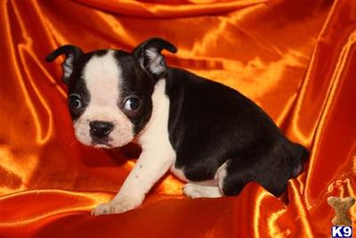 Small Dogs
