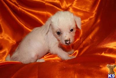 Chinese Crested Puppies for Sale