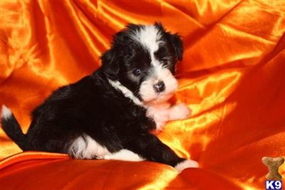 Chinese Crested Puppies for Sale