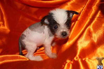 Chinese Crested Puppies for Sale